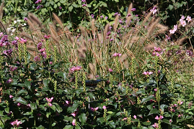 Chelone “Hotlips," Pennisetum “Karley Rose," and Anemone