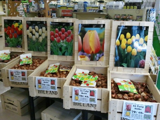 Now is the time to shop for bulbs!